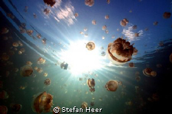 Nikon D90 with UK-Germany Housing 
Jellyfish in the sunl... by Stefan Heer 